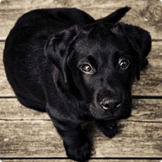 虚拟号码短信发送平台