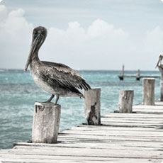 在线永久免费轰炸电话